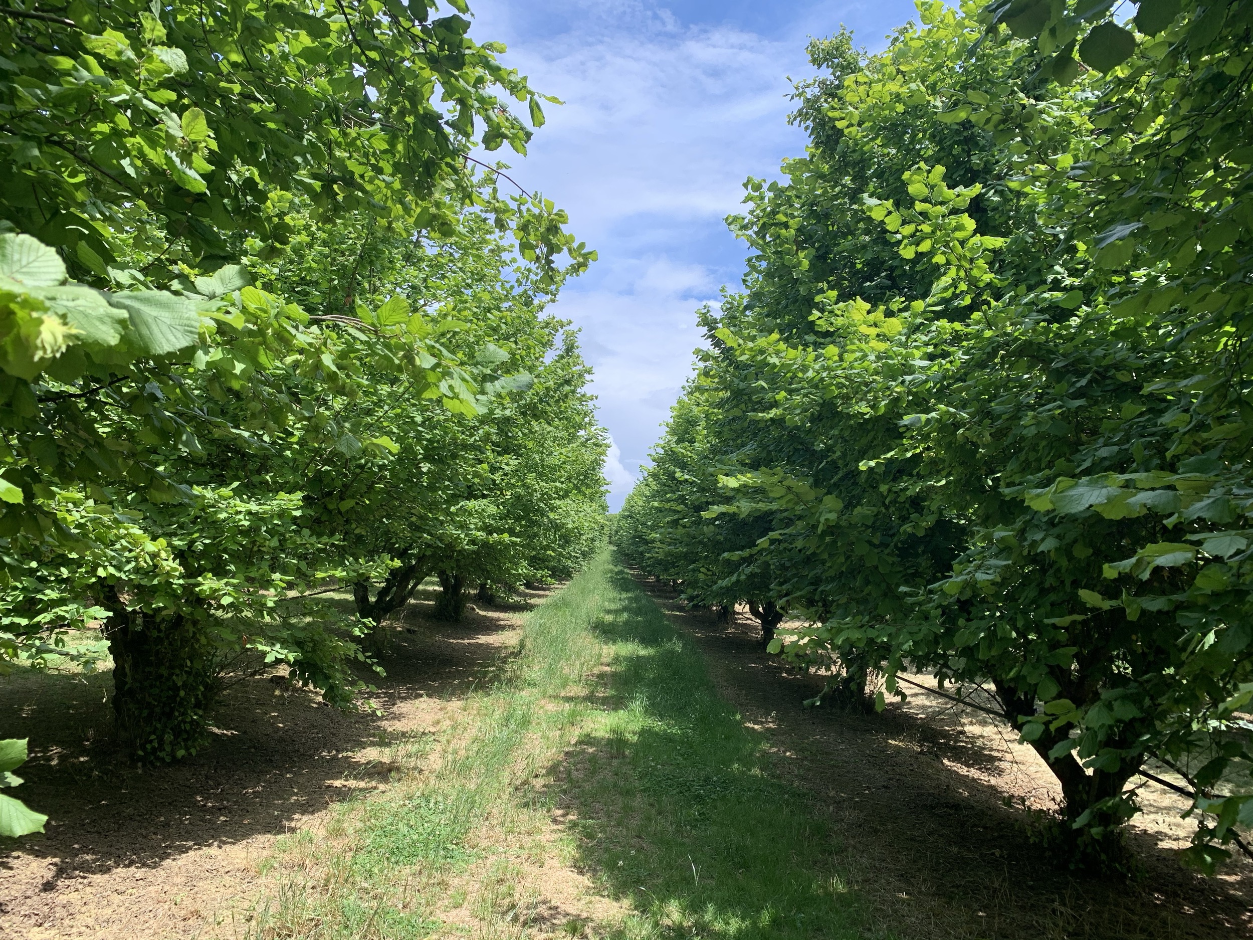 GreenPods Almond Orchars