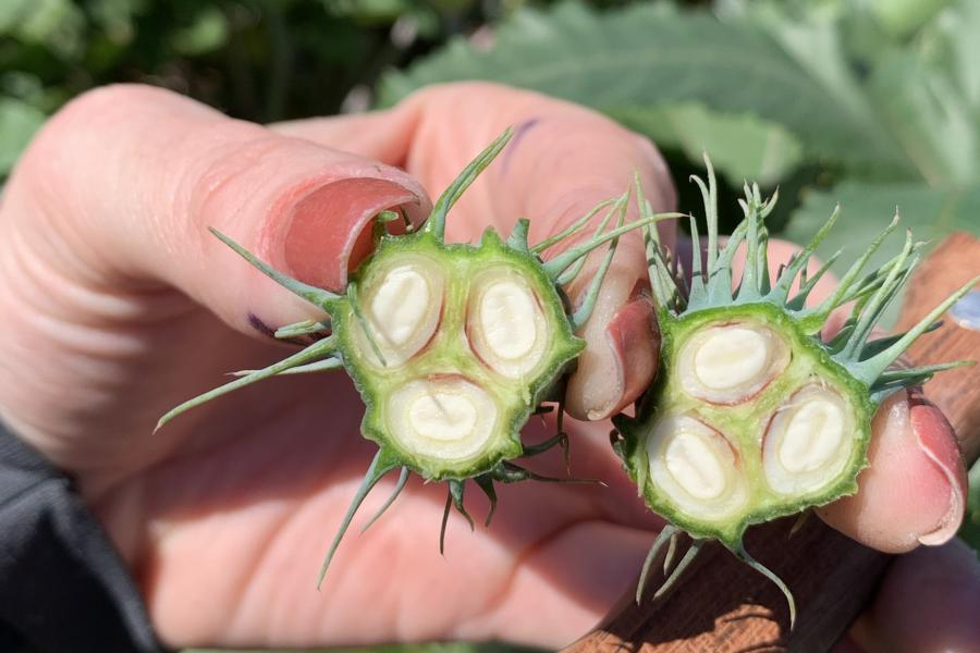 Larissa handling castor beans