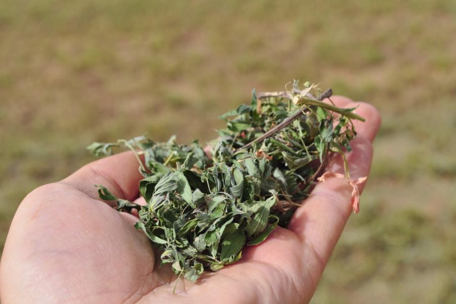 A handful of alfalfa leaves ready to harvest