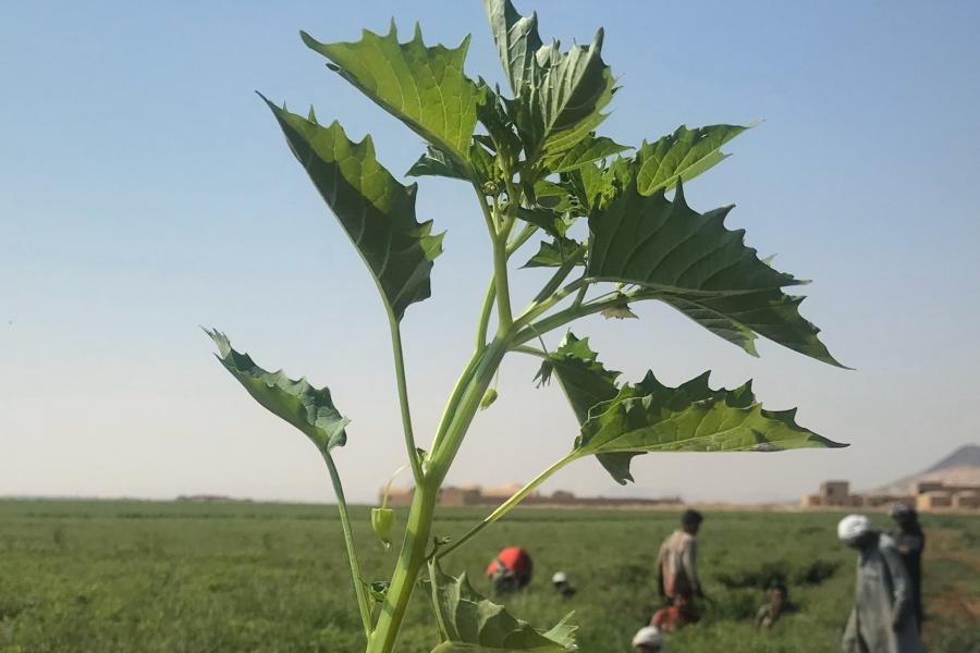 Egypt - 2 -  Ezdehar - Herbs