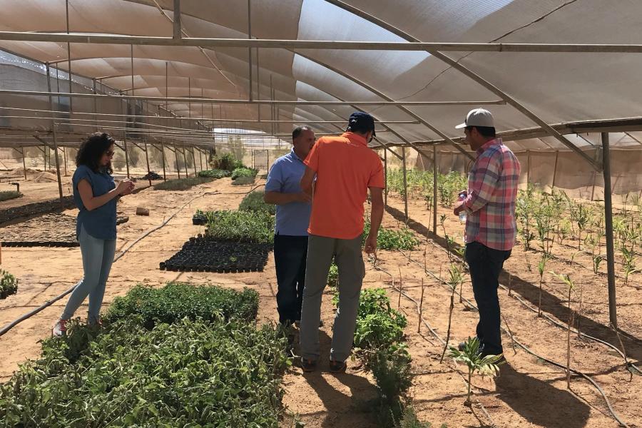 Egypt - 3 - Ezdehar - Greenhouse