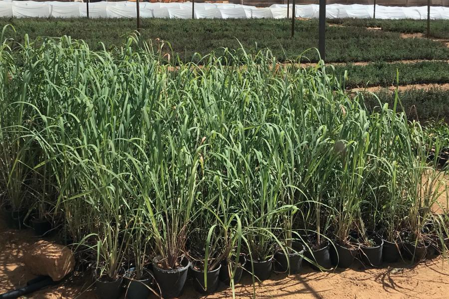 Egypt - 4 - Ezdehar - Multiplication