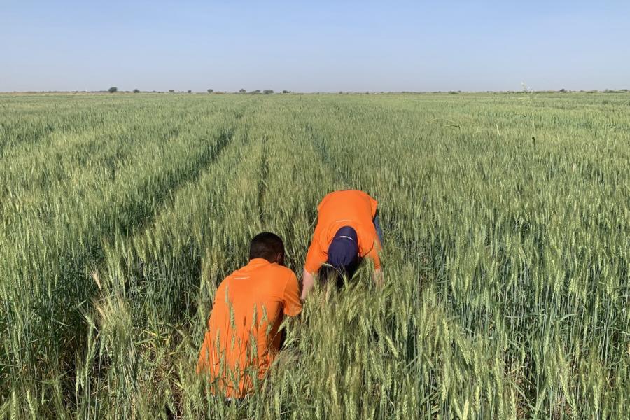 Gezira – Inspection des champs