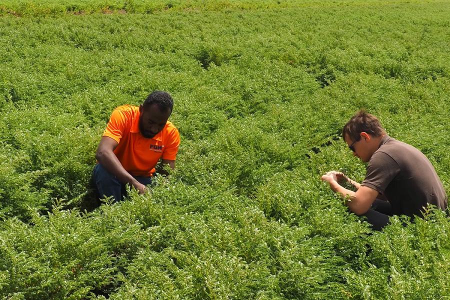 Gezira – Évaluation sur le terrain