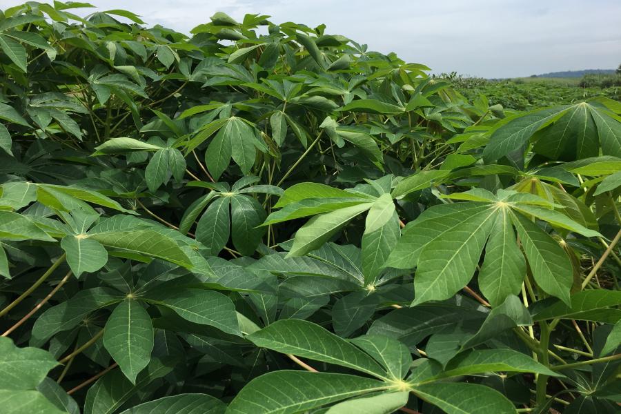 Cassava field