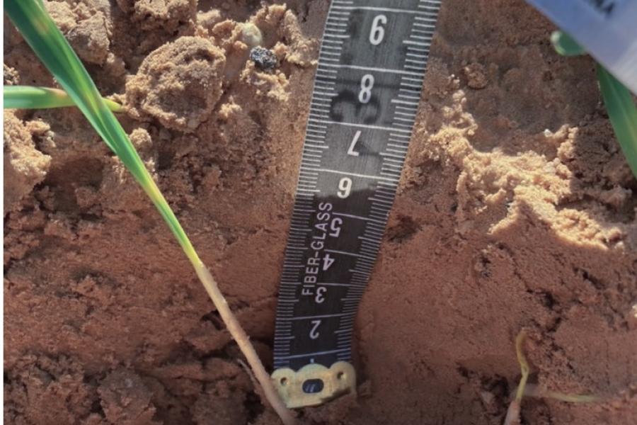 Formation sur le blé – Algérie 4