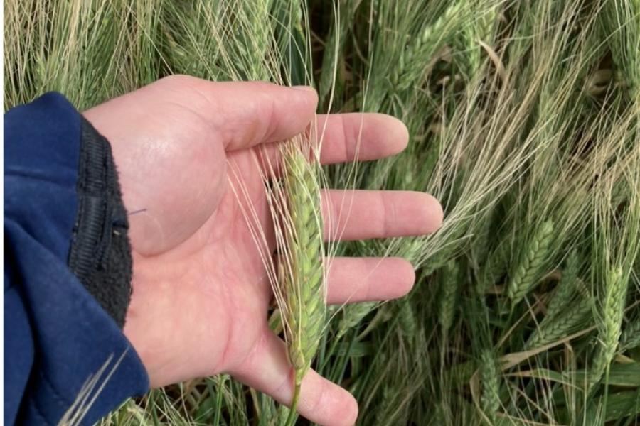 Formation sur le blé – Algérie 5