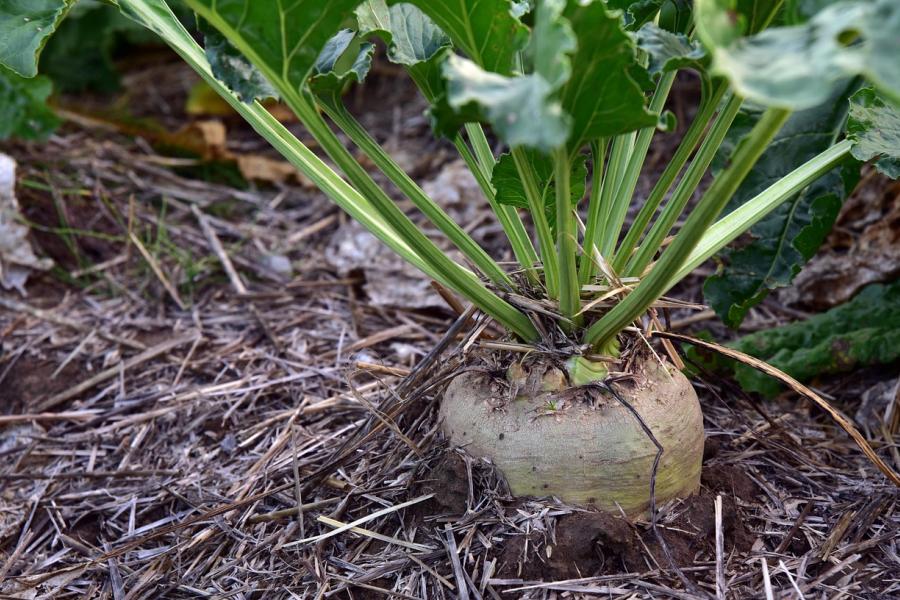 In-ground sugar beet ready to harvest