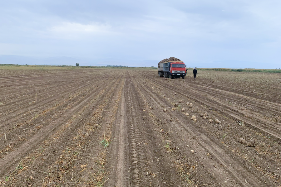 Champ de betteraves sucrières
